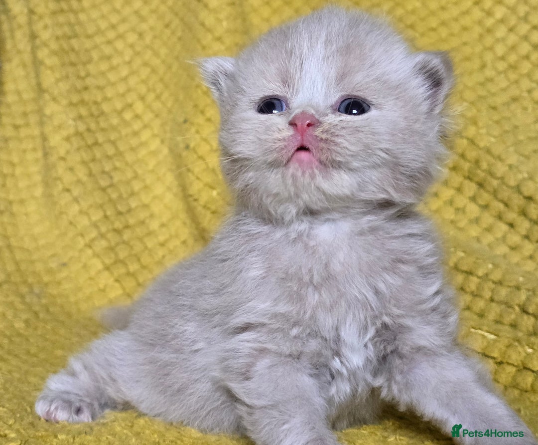 British Shorthair cats for sale: 1 BOY LEFT TICA reg BSH and BLH kittens - Advert 25