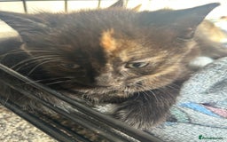 Mixed Breed cats for sale: 4 beautiful kittens looking for a forever home  - Image 11