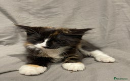 Mixed Breed cats for sale: Kittens for sale  - Image 6