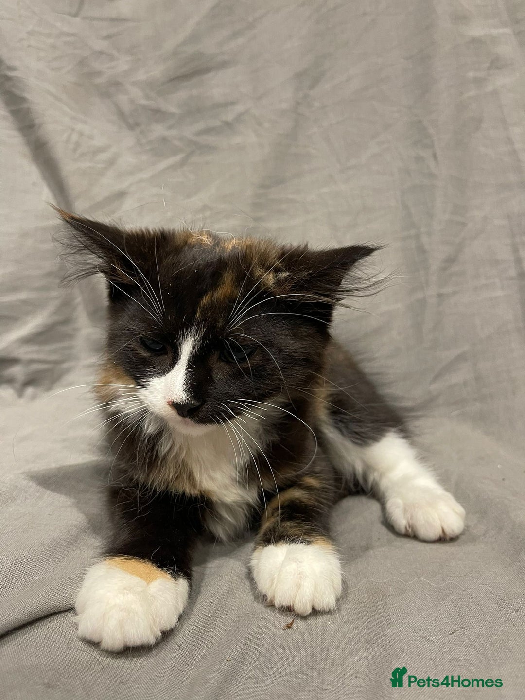 Mixed Breed cats for sale: Kittens for sale  - Image 6