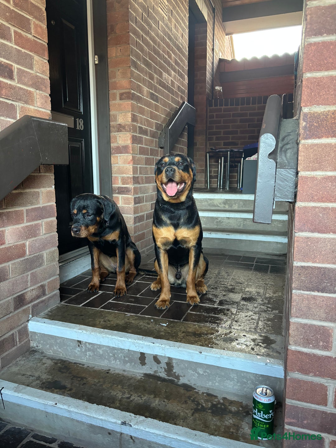 Rottweiler dogs for stud: Bruce the Rottweiler  - Image 10