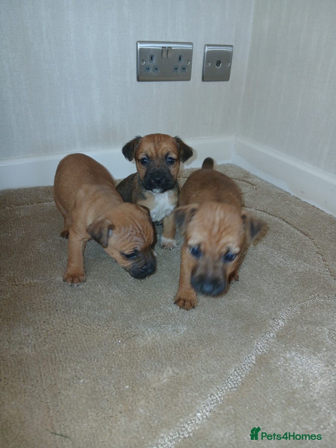Border Terrier dogs for sale: Stunning border terrier puppies  - Advert 8