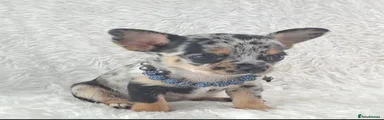 Black and Tan Merle Girl 
