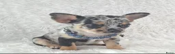 Chihuahua dogs for sale: Tiny Chihuahua Puppies  - Advert 4
