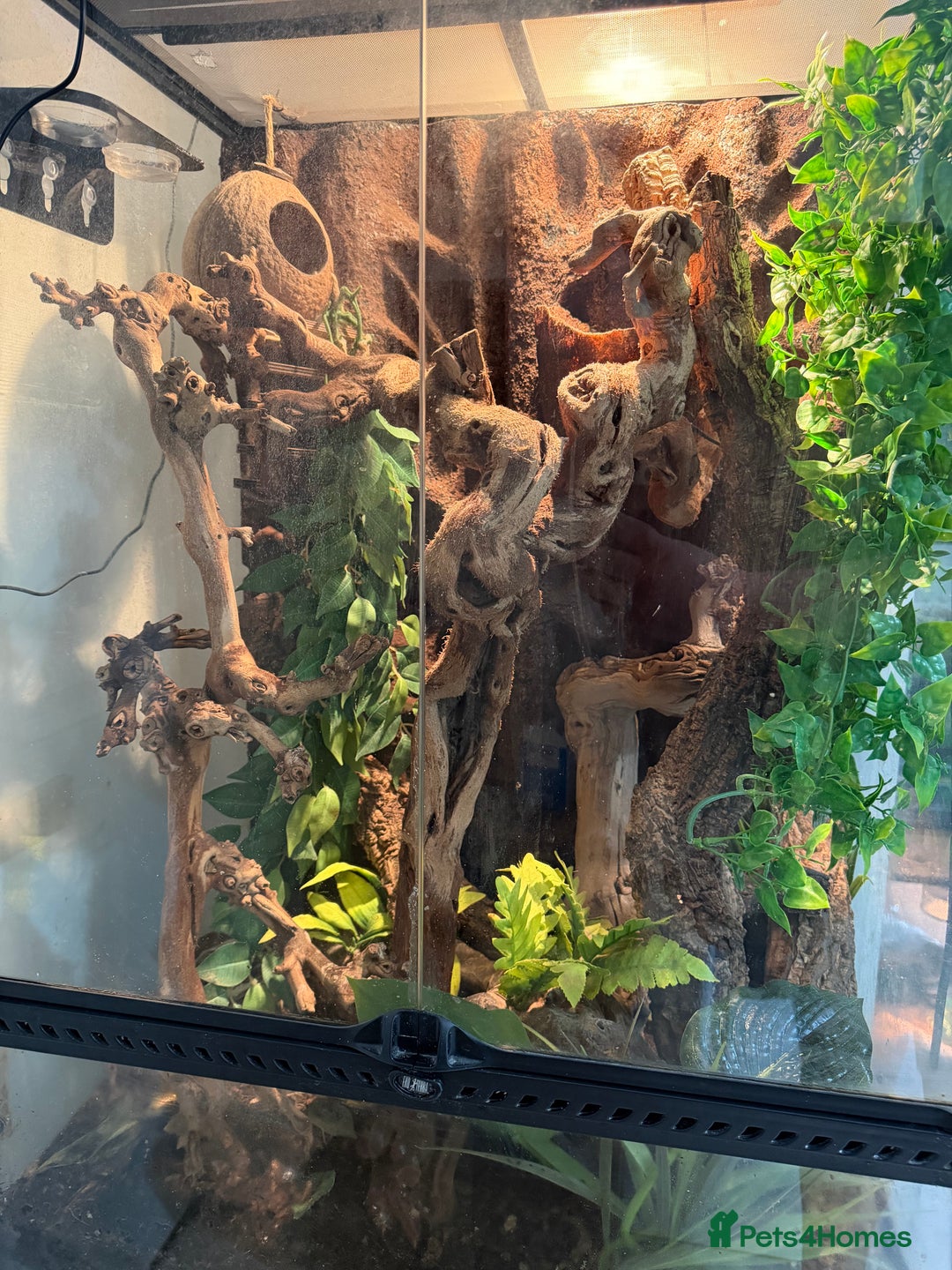 Gecko reptiles for sale: Male Moro Leachie Gecko With Set Up  - Advert 5