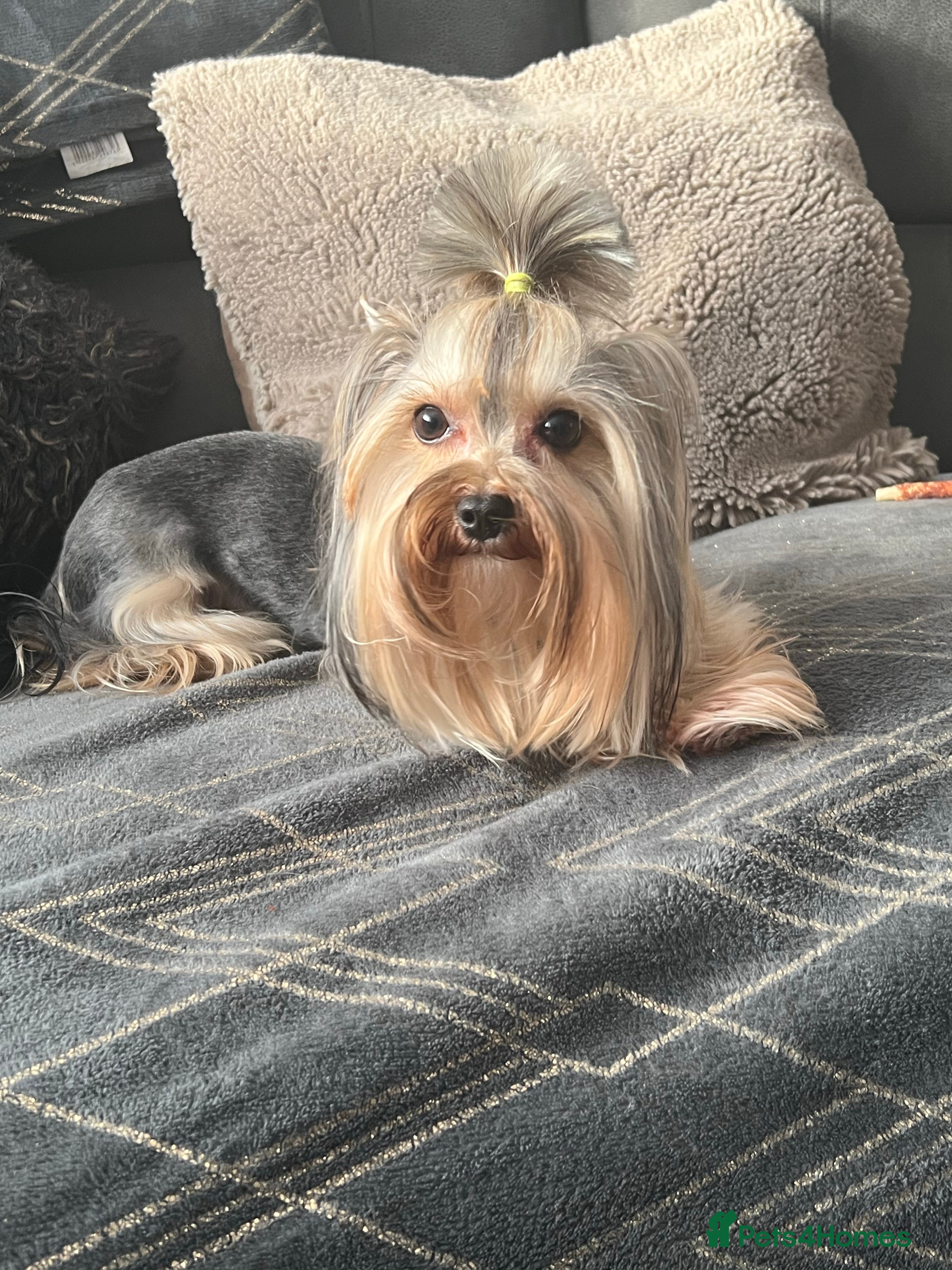 Yorkshire Terrier dogs The small stud dog 2kg in Romford - Advert 12