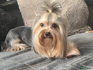 Yorkshire Terrier dogs in Romford - Advert 2