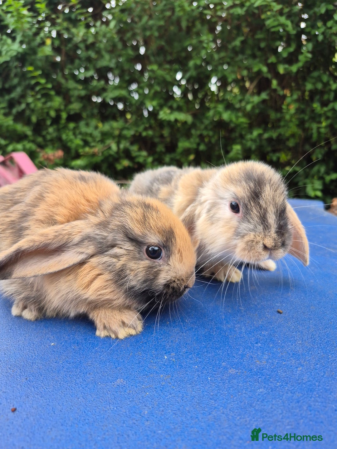 Mixed Breed rabbits for sale: Holland lop rabbits 8 week old  - Image 4