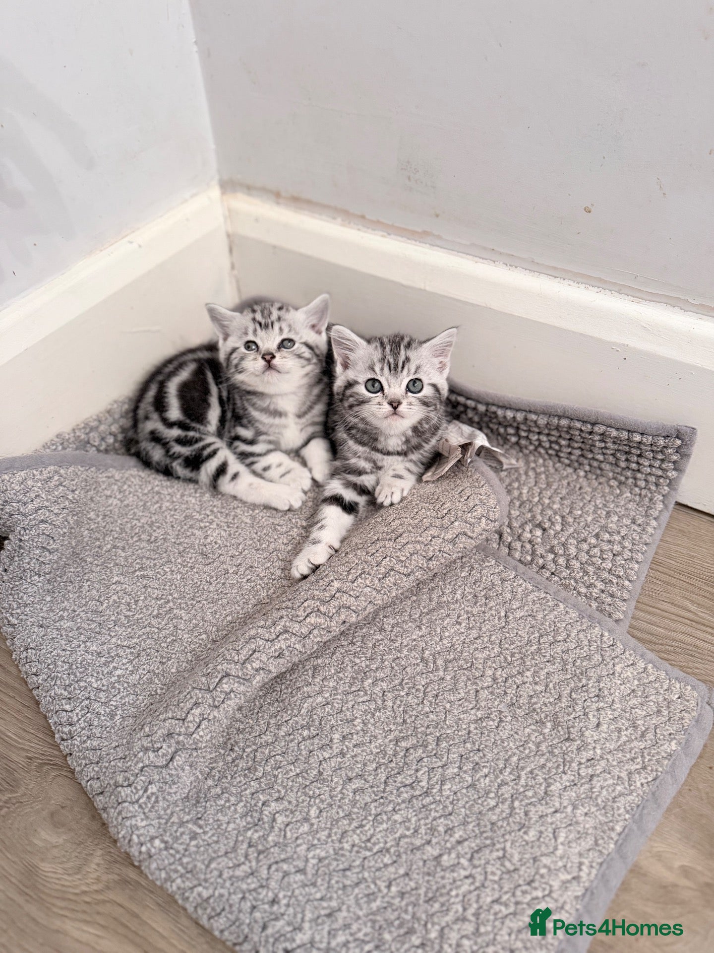 British Shorthair cats GCCF British shorthair silver tabby kitten - Advert 1