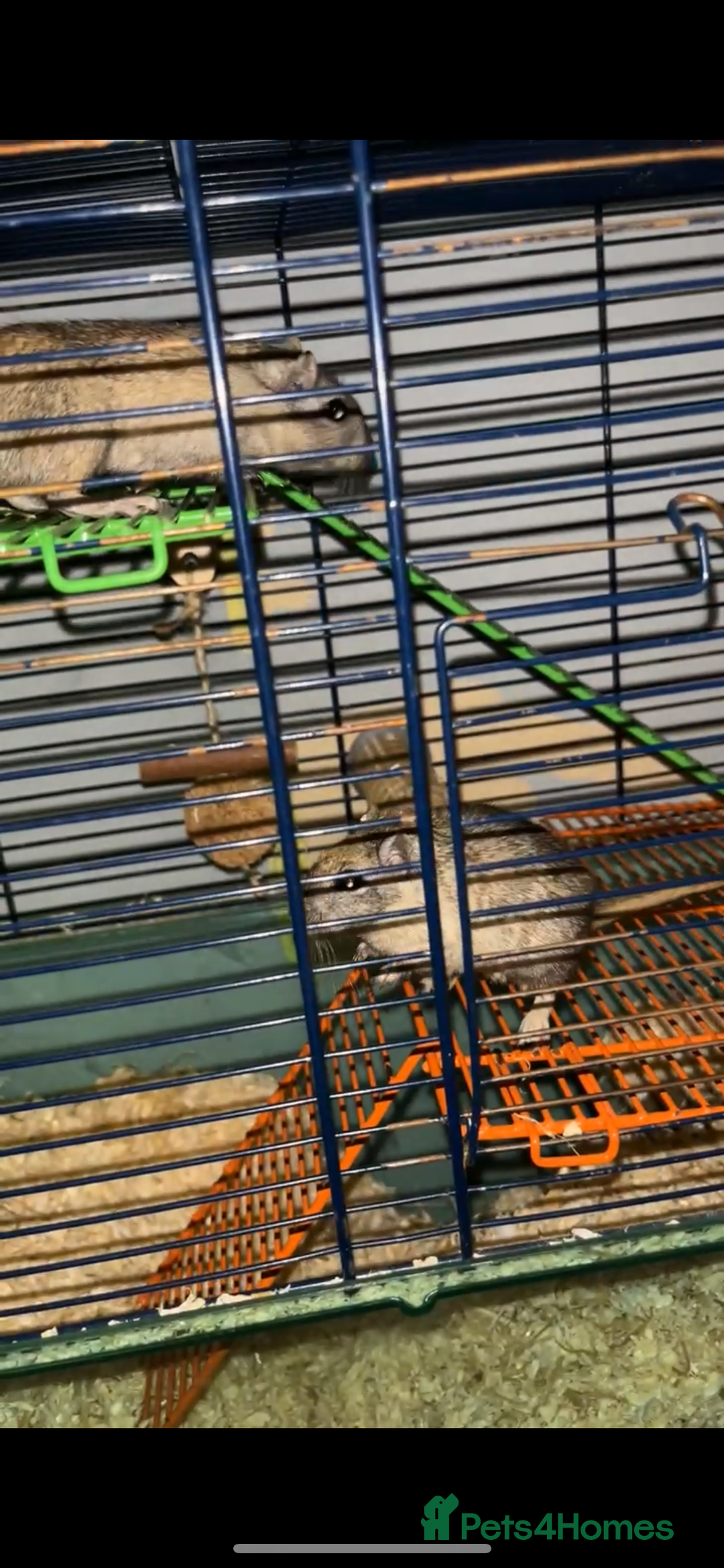 Gerbil rodents for sale: 2 female gerbils with cage and accessories. - Image 2
