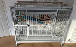 Macaws birds for sale: Blue and gold macaw 5 years old  - Image 14