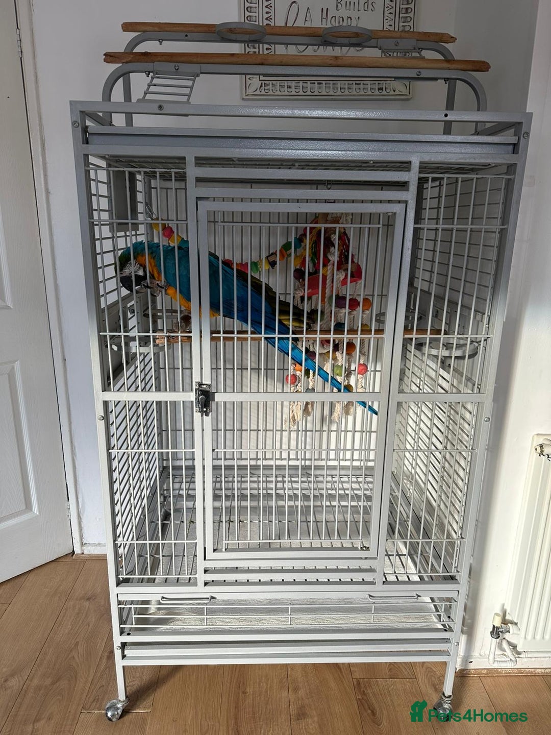 Macaws birds for sale: Blue and gold macaw 5 years old  - Image 14