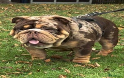 English Bulldog dogs for stud: Kenji chocolate merle STUD - Image 3