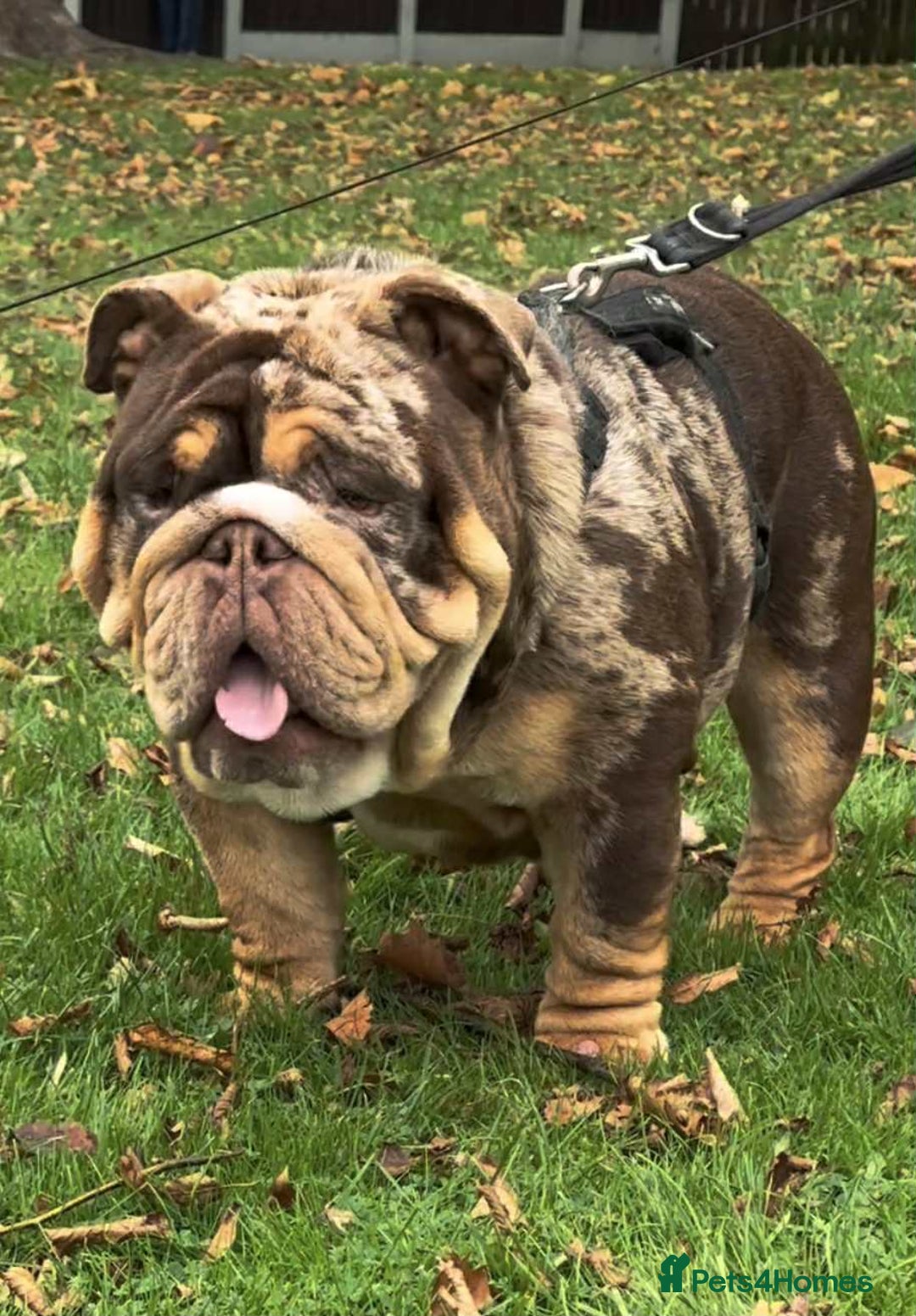 English Bulldog dogs for stud: Kenji chocolate merle STUD - Image 3