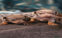 Miniature Dachshund dogs for sale: KC REGISTERED miniature DACHSHUND!!  - Image 8