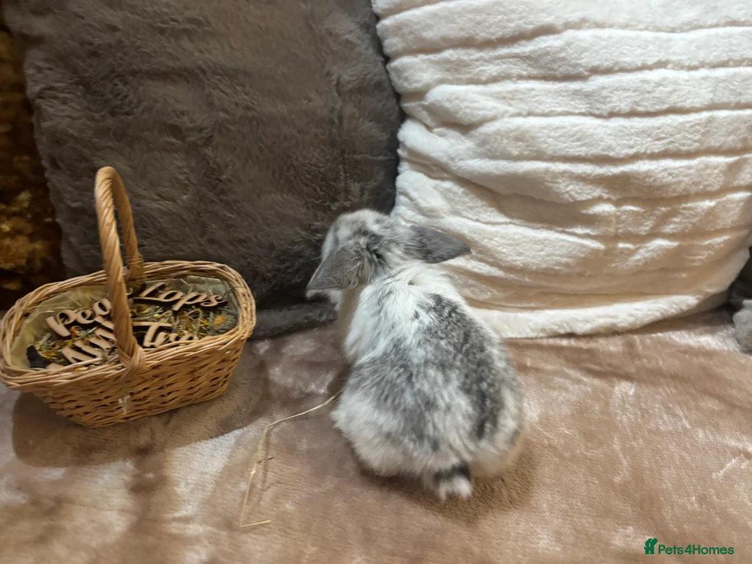 Mini Lop rabbits for sale: Pure Breed Mini Lop Butterfly new born bunnies  - Advert 32