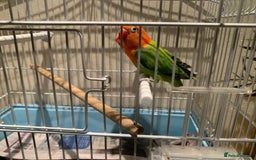 Lovebirds birds for sale: Breeding pair of love birds for sale - Image 11