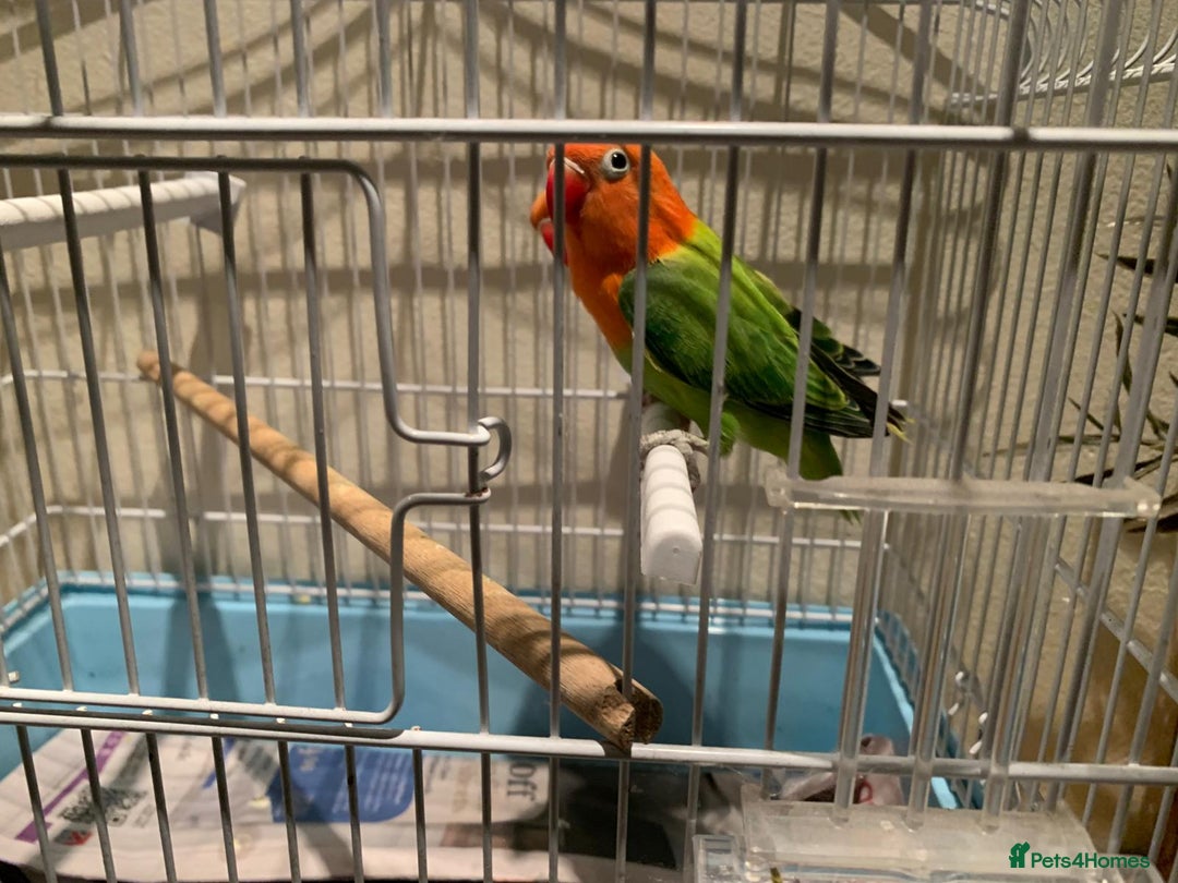 Lovebirds birds for sale: Breeding pair of love birds for sale - Image 11