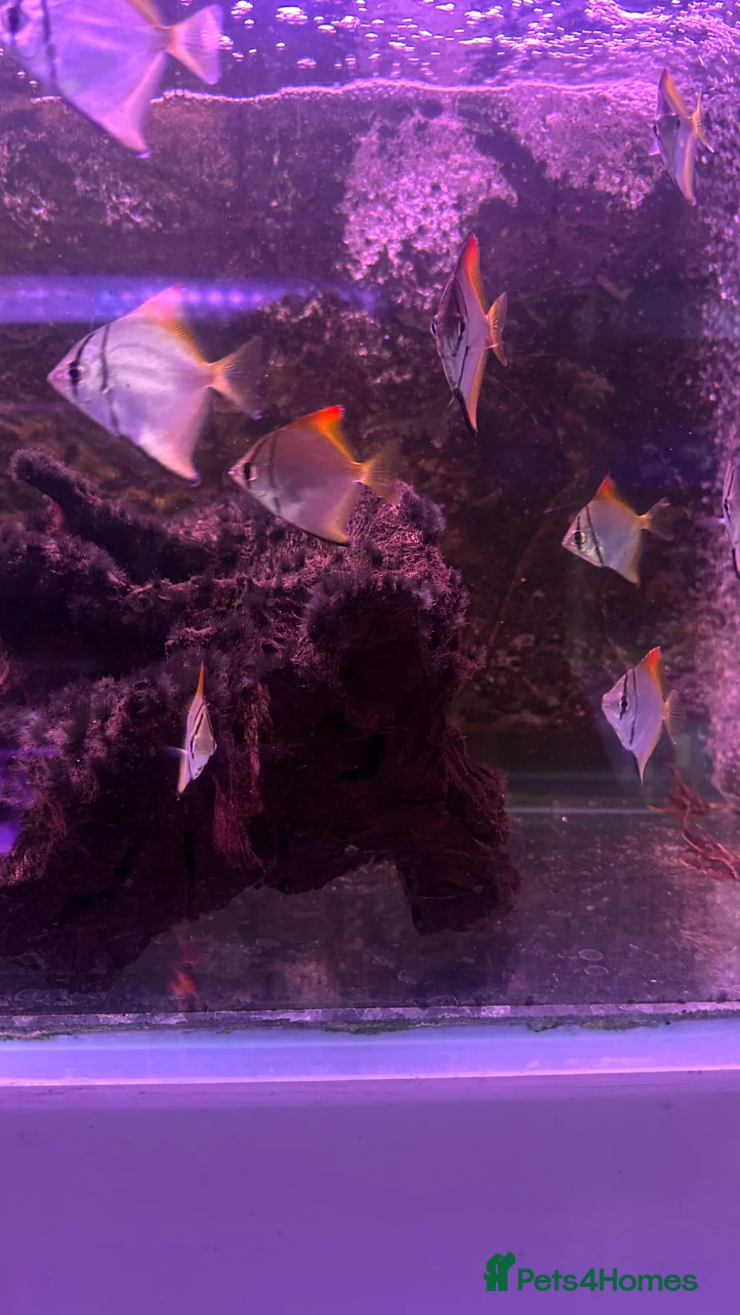 Angelfish fish for sale: Pair of breeding Kribensis plus others in Chelmsford - Advert 3