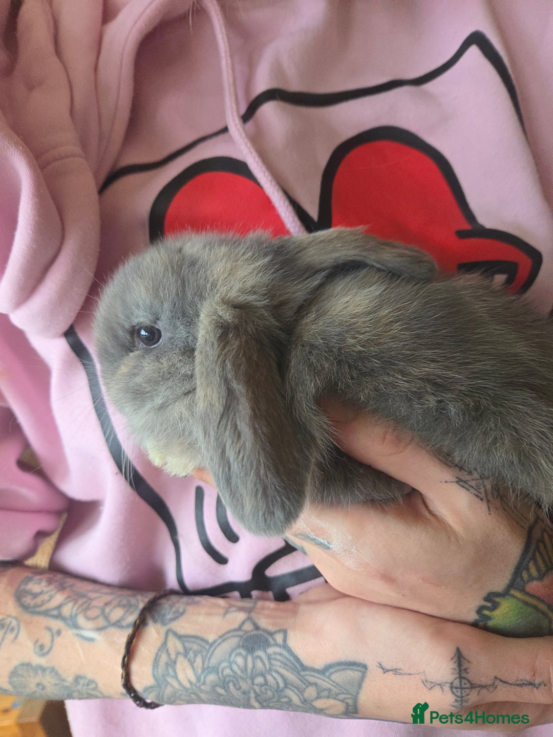 Mini Lop rabbits for sale: 🐰 Mini Lop Rabbits – Loving Homes Wanted 🏡 - Advert 14