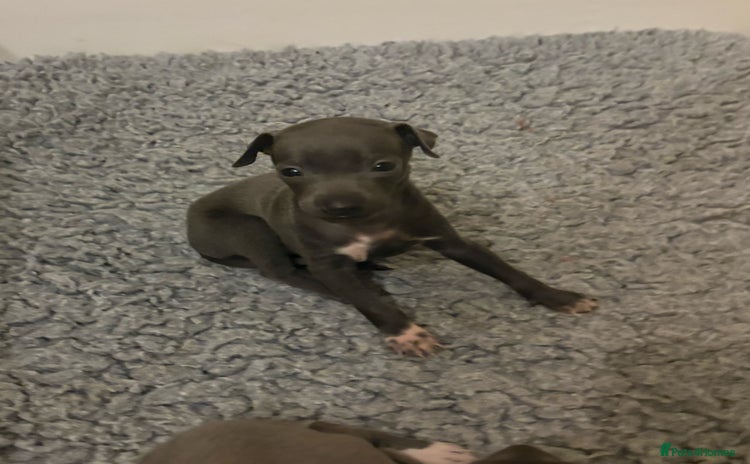 Italian Greyhound dogs - Advert 2