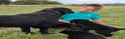 Labrador Retriever dogs for sale: 4 excellent labrador pups - Advert 1