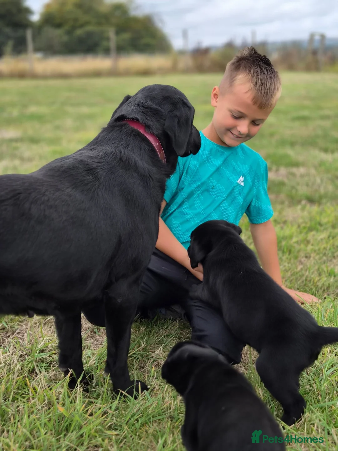 Labrador Retriever dogs for sale: 4 excellent labrador pups - Advert 1