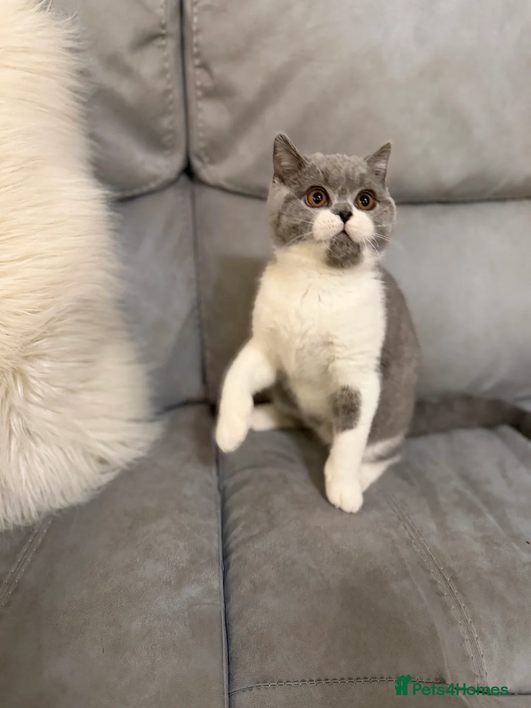 British Shorthair cats for sale: Full Pedigree Registered BSH  - Advert 31