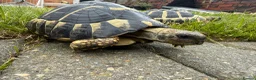 Tortoise reptiles for sale: Male & female Hermann Tortoise in Portsmouth - Advert 2