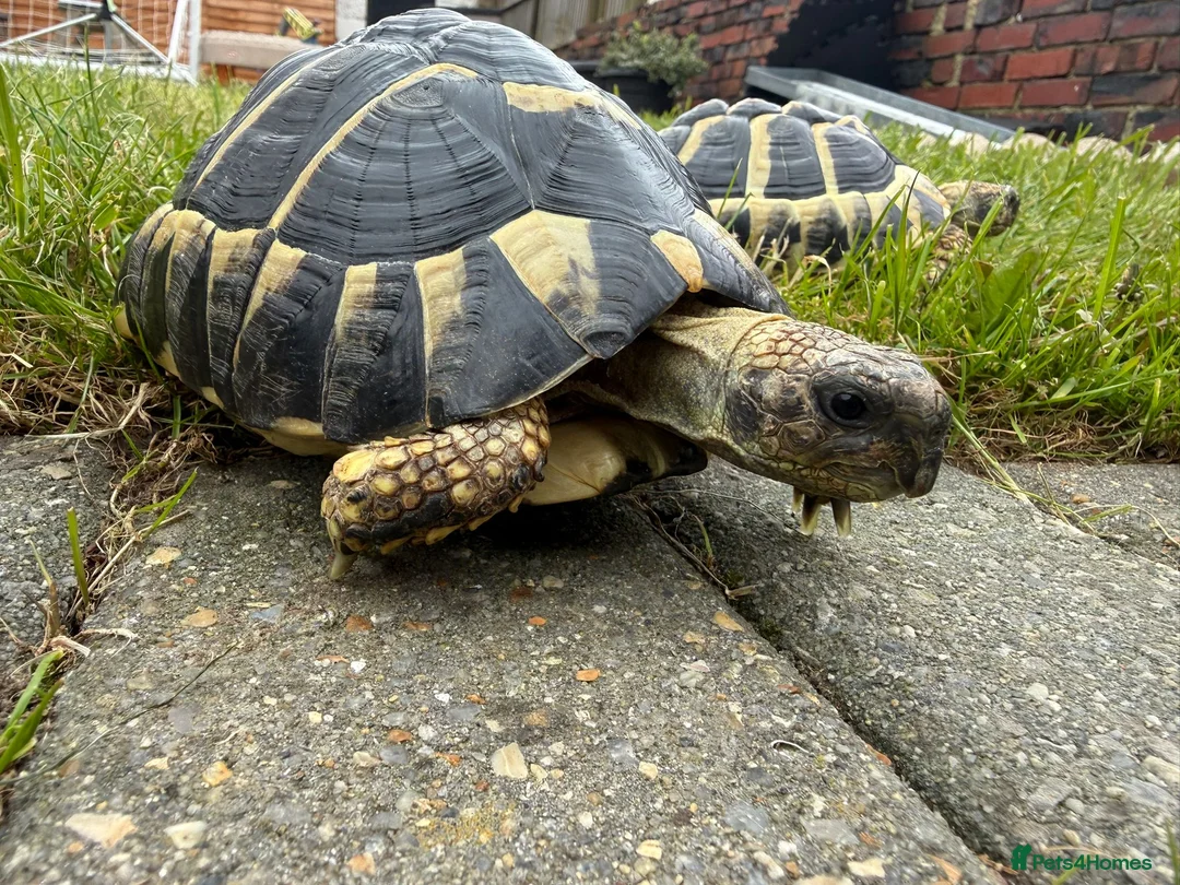 Tortoise reptiles for sale: Male & female Hermann Tortoise in Portsmouth - Advert 2