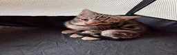 Mixed Breed cats for sale: Cheeky Whiskers Kittens Available  - Advert 9