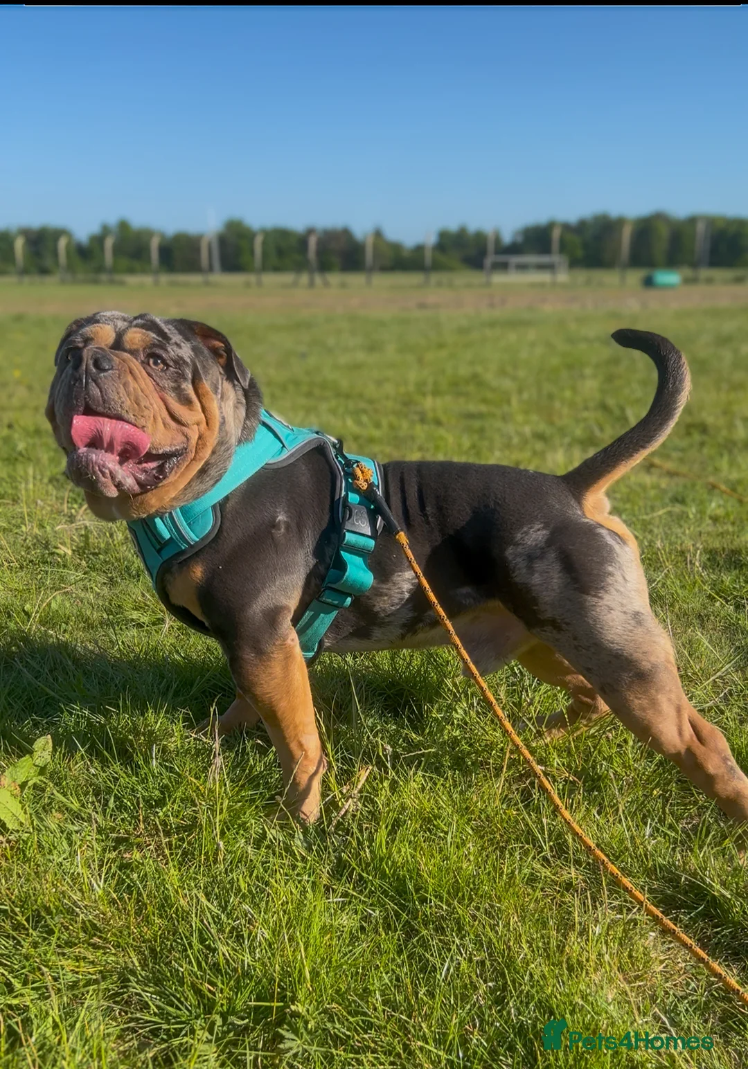 Olde English Bulldogge dogs for stud: Bullplanet's King Titan DNA/BVA Eye/BVA Hip/Elbow in Northallerton - Advert 12