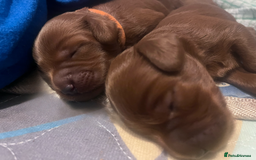 Cockapoo dogs for sale: Red Cockapoo 🐶 F1B looking for loving home 🥰 in London - Image 9