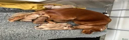 Cocker Spaniel dogs for sale: Beautiful KC reg cocker spaniels  in Bathgate - Advert 2