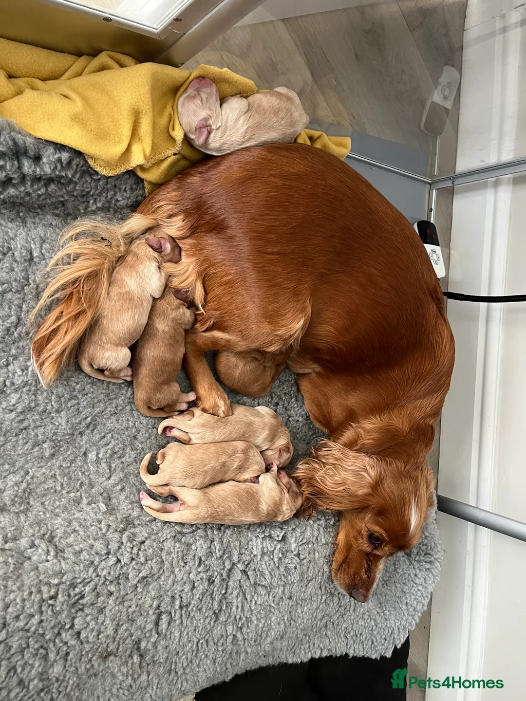 Cocker Spaniel dogs for sale: Beautiful KC reg cocker spaniels  in Bathgate - Advert 2