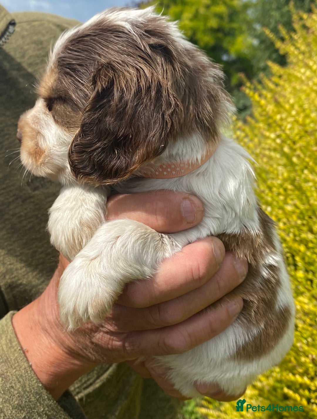 Cocker Spaniel dogs for sale: Adorable Show cocker spaniel puppies - Image 10