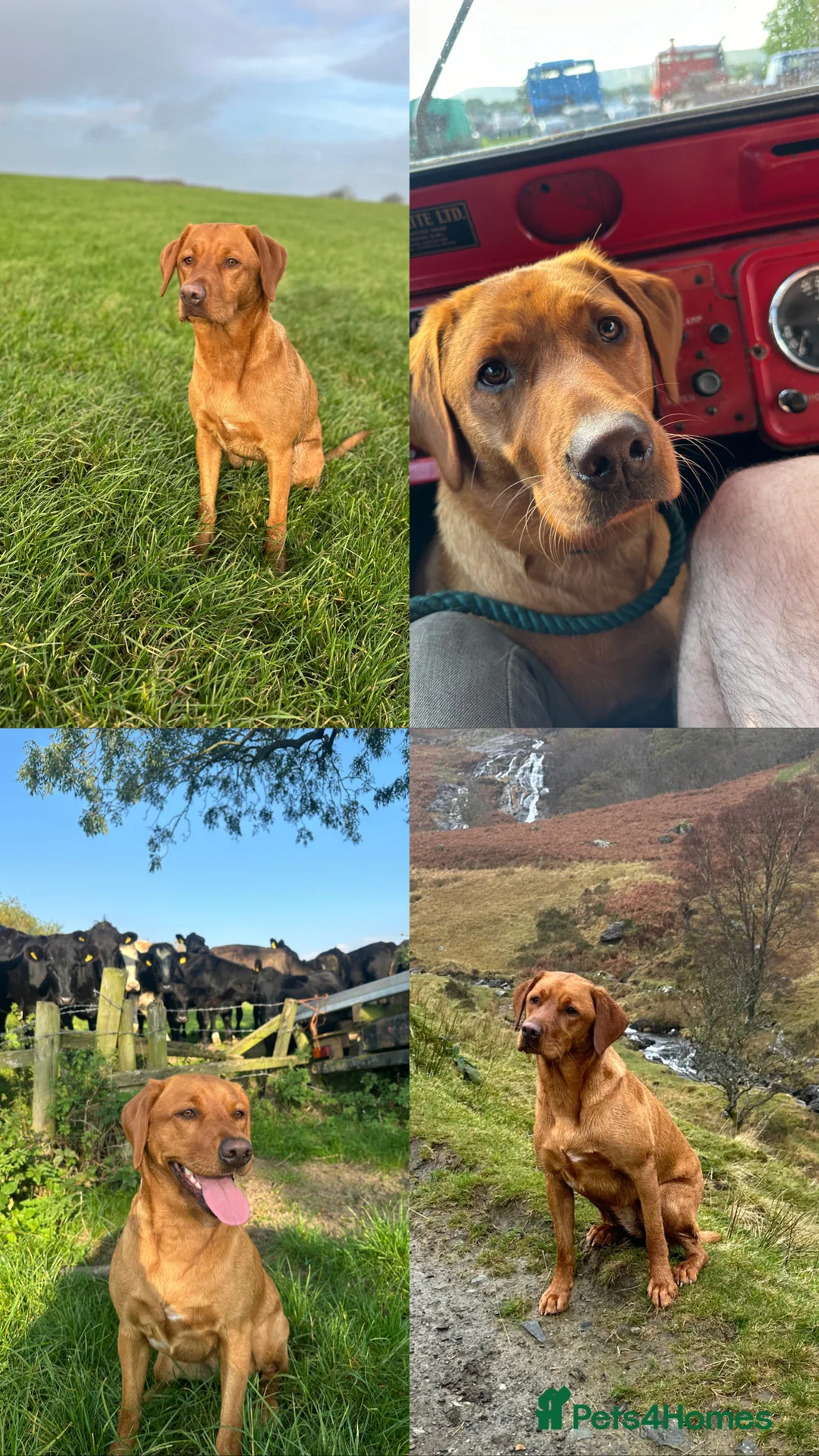 Labrador Retriever dogs for sale: KC Working Fox Red Pups - Advert 1