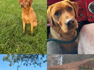 Labrador Retriever dogs KC Working Fox Red Pups - Advert 1