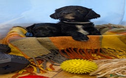 Cockapoo dogs for sale: Adorable Puppies Looking for Their Forever Homes! - Image 29