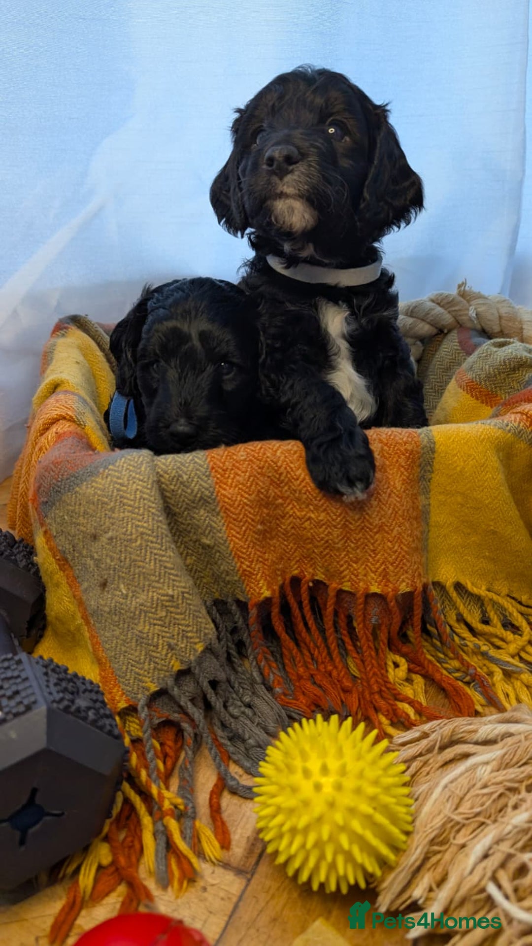 Cockapoo dogs for sale: Adorable Puppies Looking for Their Forever Homes! - Image 29