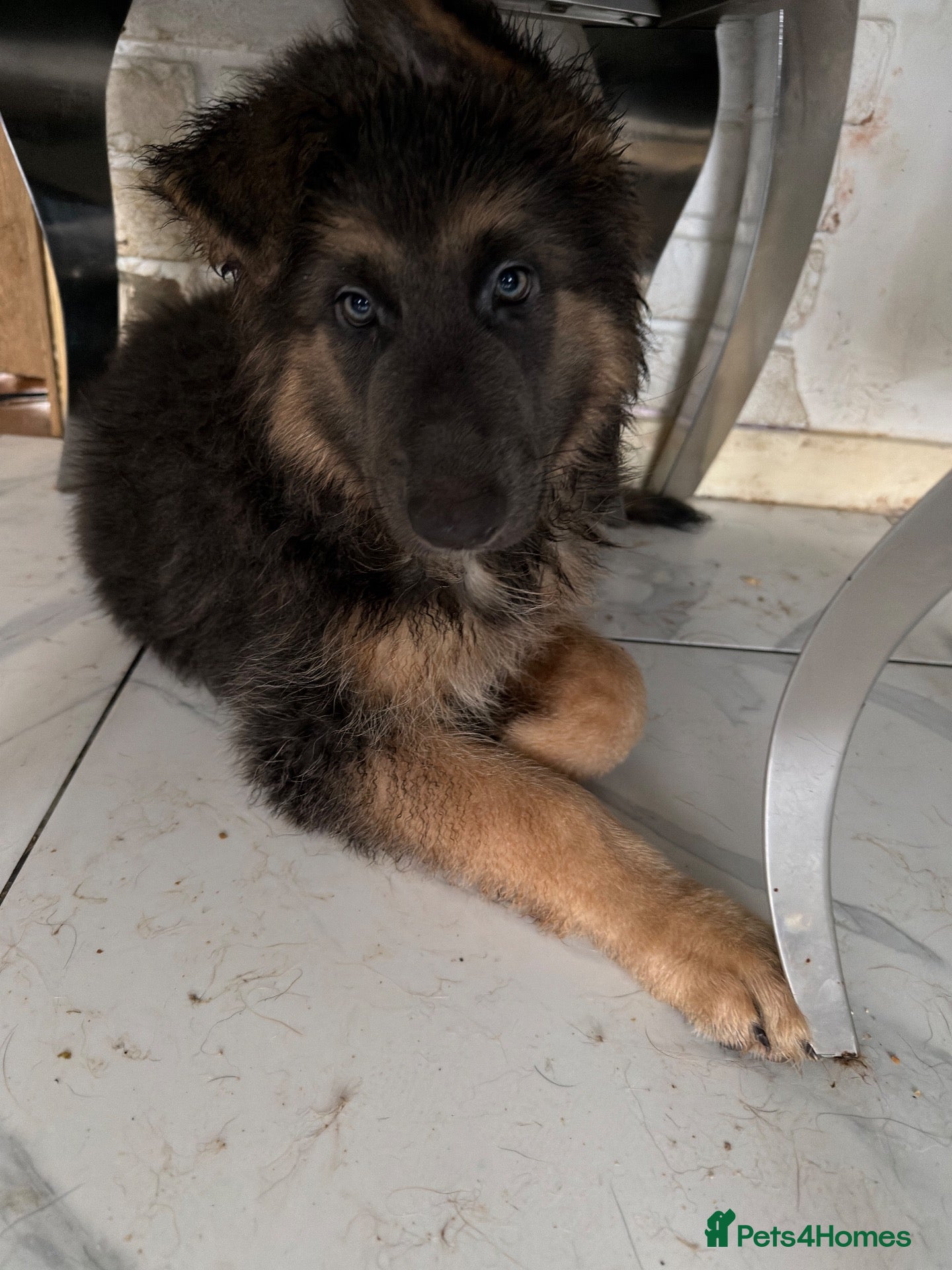 German Shepherd dogs Stunning quality GSD long hair blue tan big girl - Advert 2