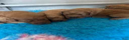 Labradoodle dogs for sale: LabaDoodle fully health tested parents  - Advert 4