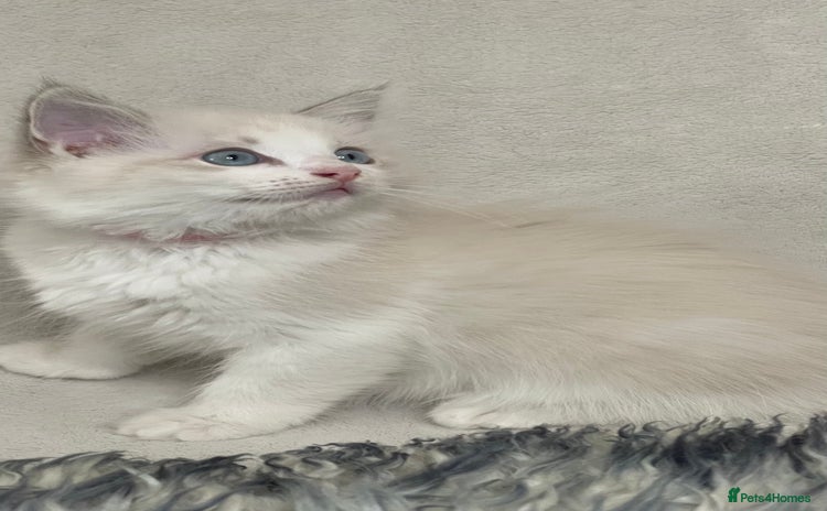 Ragdoll cats - Advert 1