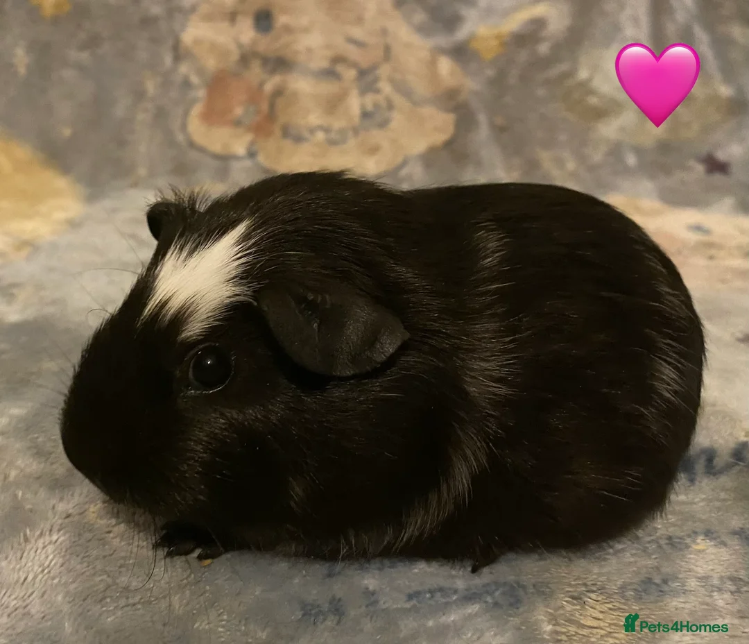 Guinea Pig rodents for sale: Gorgeous baby Guinea pigs - Advert 5