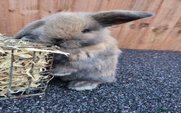 Mini Lop rabbits for sale: Mini lops 2 litters 2 + 5 - Image 8