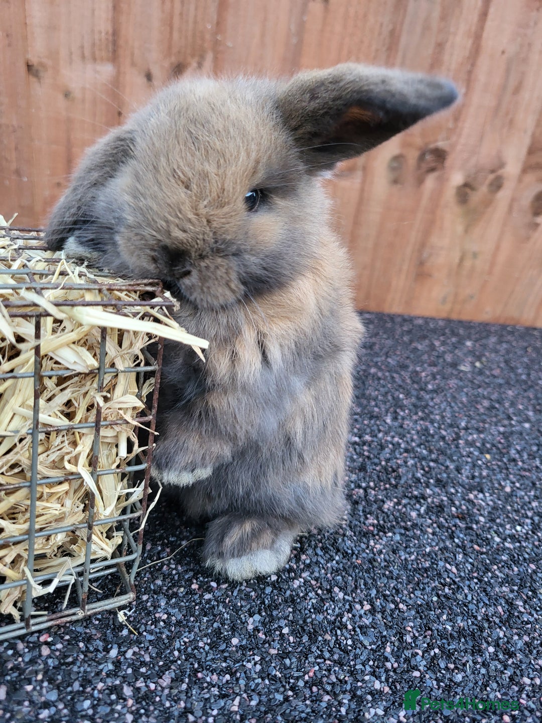 Mini Lop rabbits for sale: Mini lops 2 litters 2 + 5 - Image 8