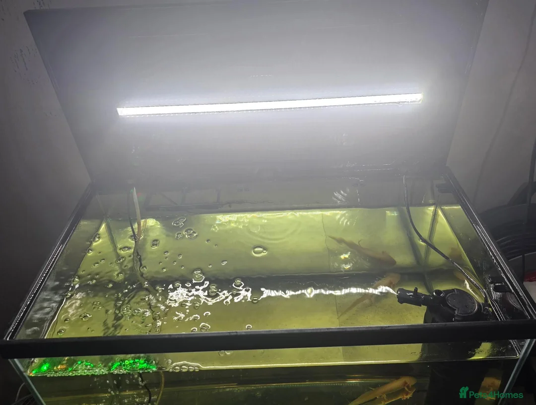 Axolotl reptiles for sale: Baby axolotl  - Advert 7