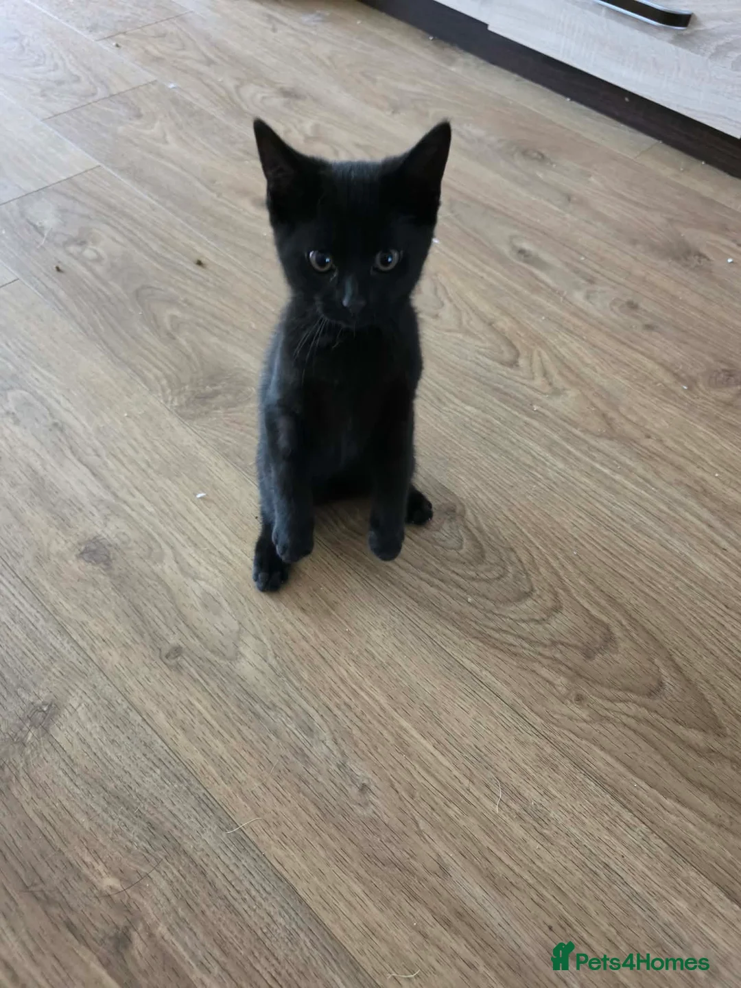 Mixed Breed cats for sale: Kittens looking new loved home in Wisbech - Advert 2
