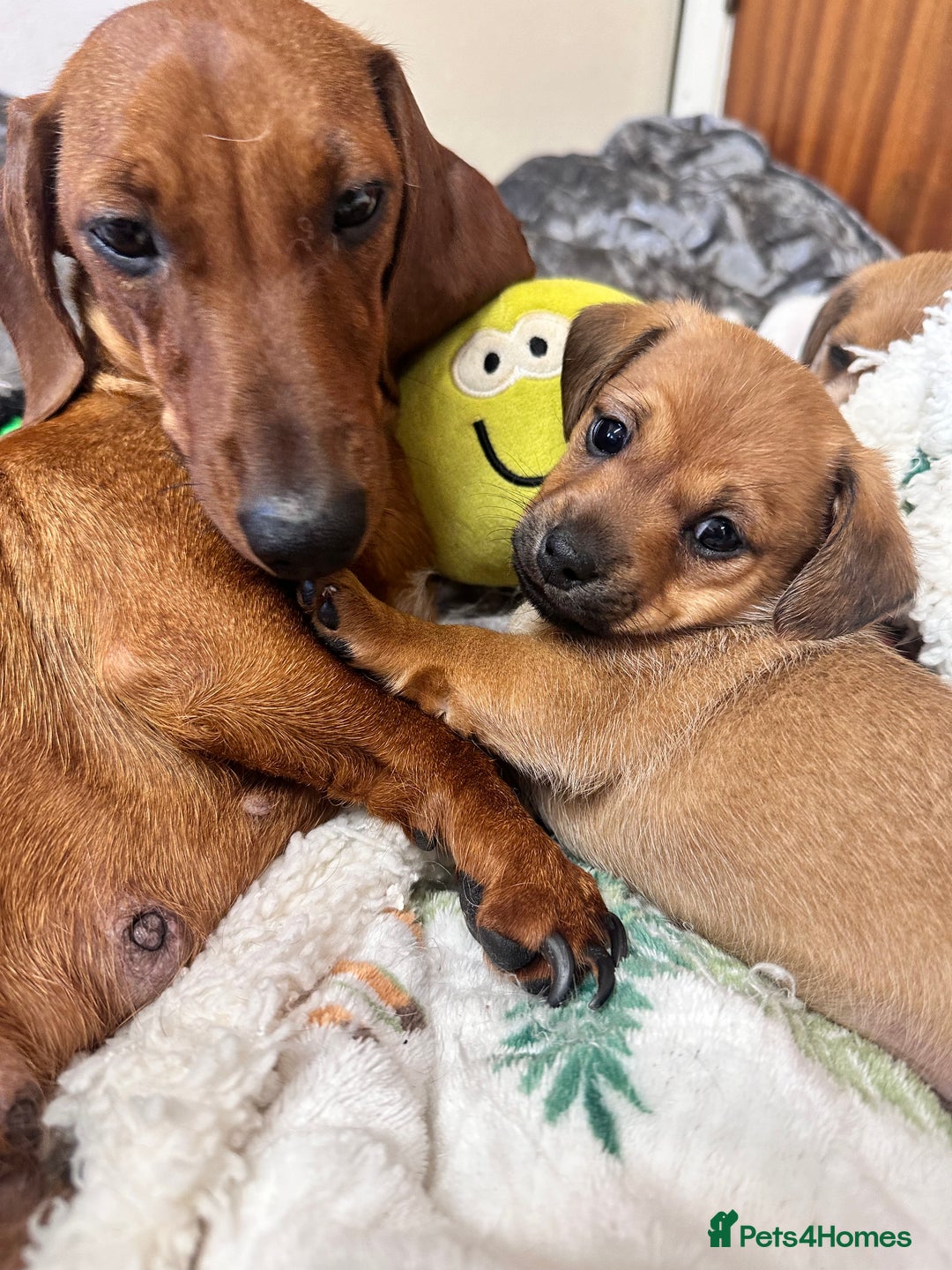 Miniature Dachshund dogs for sale: 3yr KC reg red dachshund  - Advert 8