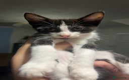 Persian cats for sale: Kittens for sale  - Image 2